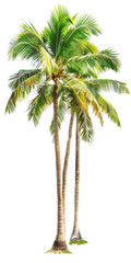 coconut tree isolated on transparent background