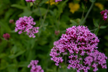 Obraz premium flowers in the garden