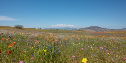 A picturesque valley in spring, adorned with blooming wildflowers in vibrant hues under a clear sky