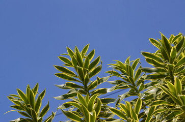Obraz premium green leaves of Dracaena Reflexa in blue sky