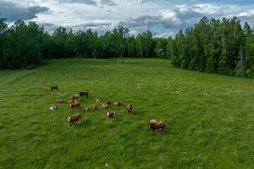 cows in the meadow