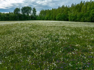 meadow with flowers