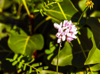 Fototapeta premium Beautiful white and pink flowers of crown vetch Coronilla varia. Securigera varia.