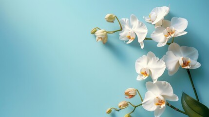 A stunning display of white orchids cast shadows on a plain blue background, symbolizing grace and tranquility
