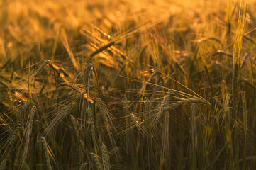 Background of a cereal field at sunset. Close-up, selective focus.