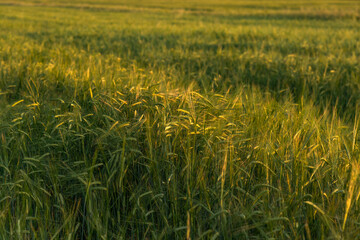 A green cereal field in the golden rays of the setting sun. Selective focus.