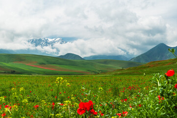 Poppy fields, green hills and snow-capped mountains. Spring in Kyrgyzstan. Selective focus.