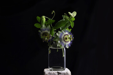 Primo piano di fiori di passiflora recisi in un vaso di vetro trasparente