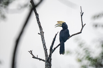 Black Hornbill - Anthracoceros malayanus, beautiful black and white hornbill from Southeast Asian forests and mangroves, Kinabatangan river, Borneo, Malaysia. © David