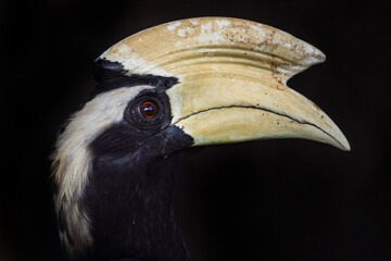 Black Hornbill - Anthracoceros malayanus, beautiful black and white hornbill from Southeast Asian forests and mangroves, Kinabatangan river, Borneo, Malaysia.