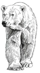 Fototapeta premium Sketch of polar bear. Hand drawn illustration converted to vector, Bear Drawing