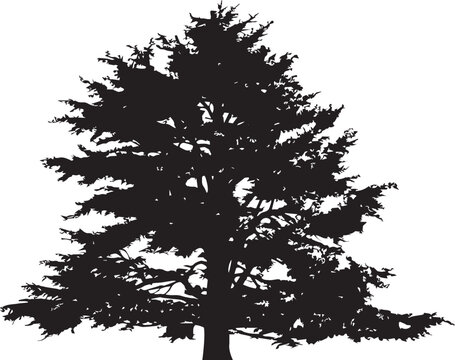 black and white lebanon cedar tree vector