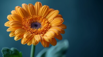 A single orange flower with a blue background
