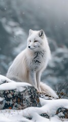 Obraz premium Majestic Arctic Fox in Snowy Winter Landscape Blending into the Environment