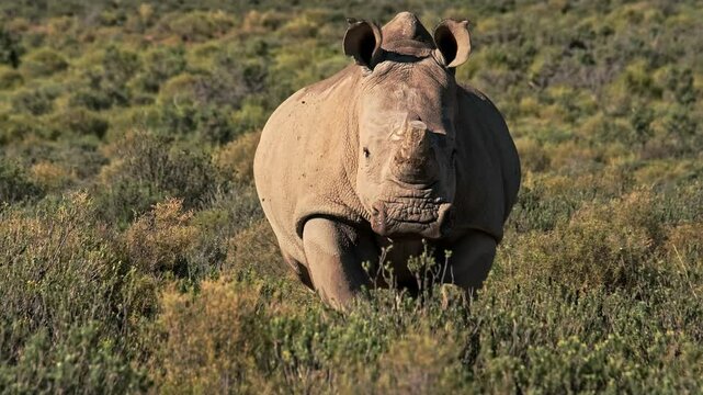 Adult white rhino trotting through some low bushes in South Africa