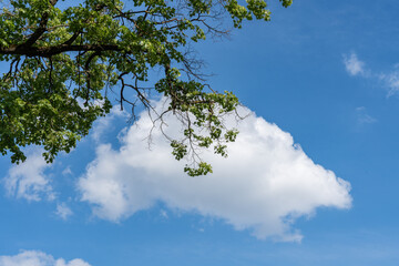 oak branch with green leaves against a background of white cloud and blue sky