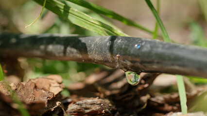 Water droplet on a drip irrigation hose.