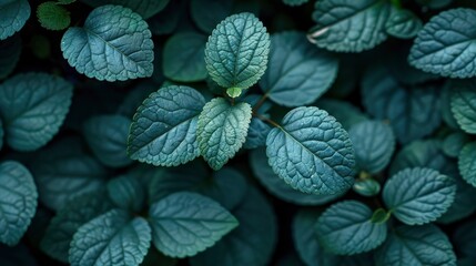 Abstract Green Textures Inspired By Nature, Abstract Background HD For Designer