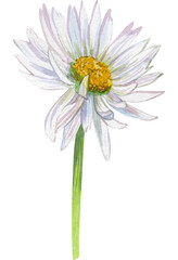 Chamomile flower drawn in watercolor isolated