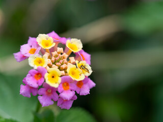 ハナアブとランタナの花