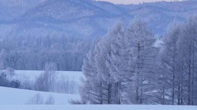 霧氷の丘