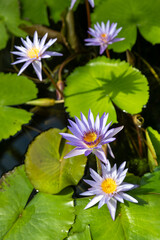 Flowers in the garden