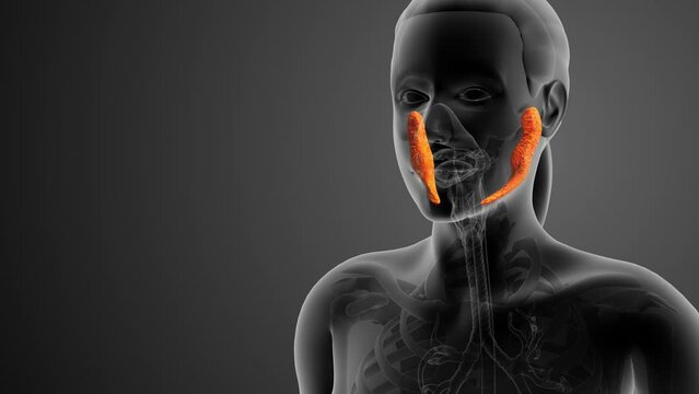 Parotid gland anatomy medical concpt