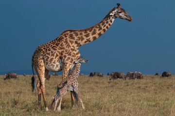 Recently born baby giraffe with his mother 