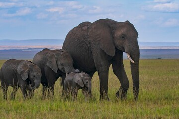 Fototapeta premium Elephants family on move 