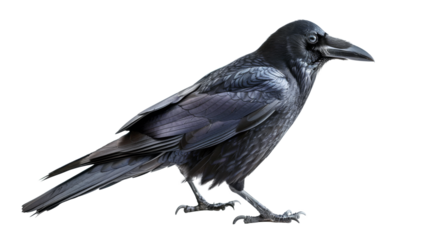 Black raven isolated on white transparent background. Png file	