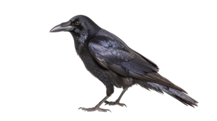 Black raven isolated on white transparent background. Png file	