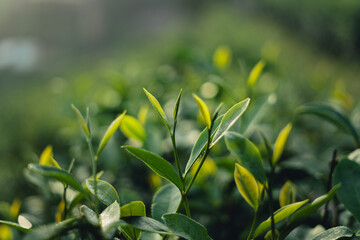 Tea leaves in the plantation