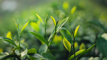 Tea leaves in the plantation