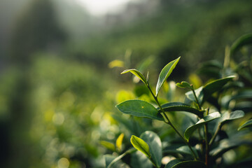 Obraz premium Tea leaves in the plantation