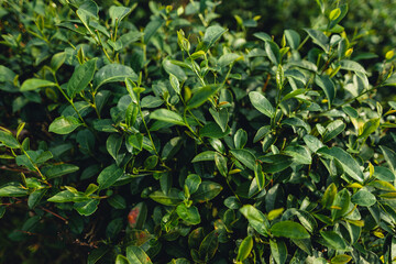 Obraz premium Tea leaves in the plantation