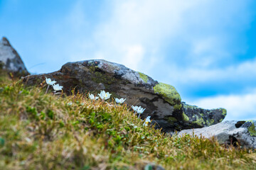 White flowers in summer mountains growing from old grass