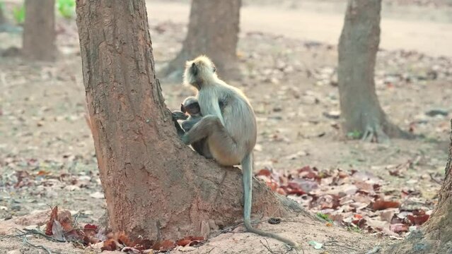 Grey Langur Mother and infant in jhalana park , jaipur
