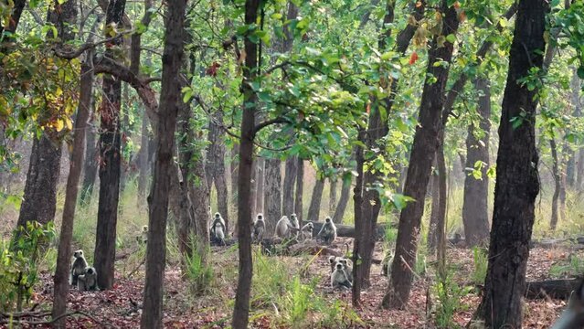 Group of Grey Langurs in jhalana park of jaipur