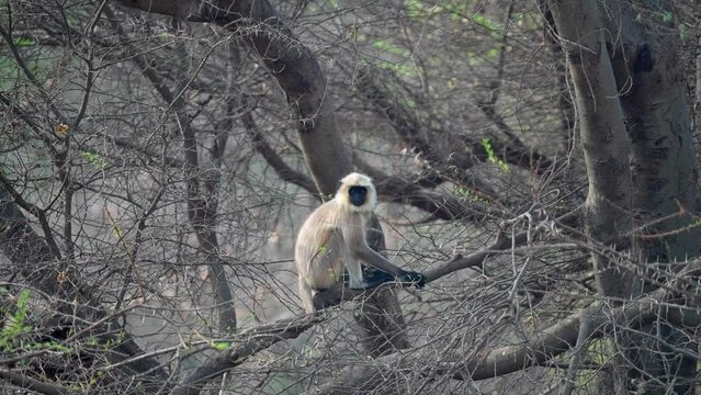 Grey Langur sitting on a tree