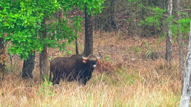 male Gaur (Bos gaurus) watching, Bandhavgarh National Park