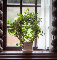  flower pot on windowsill in room