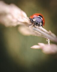 Lady bug
