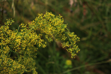 Galium verum yellow flowers in the meadow on summer. Close-up of yellow bedstraw on a sunny day