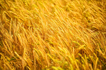 Wheat field in Munich, wheat close-up