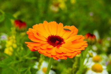 orangefarbene Wildblume auf dem Feld