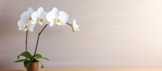 A serene white orchid displayed in a yoga studio against a backdrop of a brown wall with a clear area suitable for adding text or graphics known as a copy space image