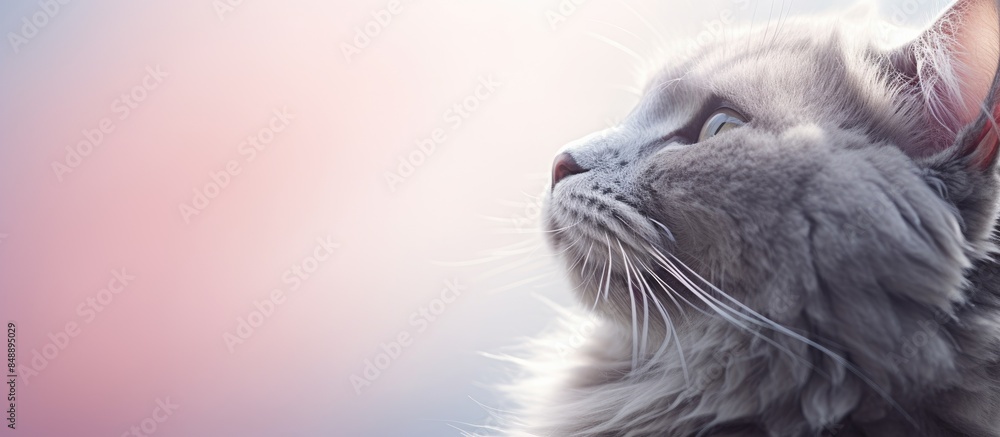 Poster close up image of a contented well fed gray cat s pink nose with copy space image