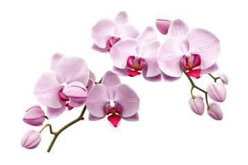 Fototapeta premium A Symphony of Pink Blossoms on a Clear PNG or White Background.