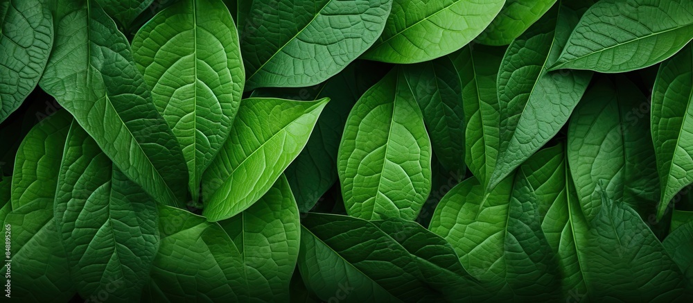 Poster background texture of macro leaves with copy space image