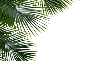 Naklejka premium Dancing Fingers of Nature on a Clear PNG or White Background.